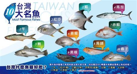 諸事不順原因 台灣魚排名
